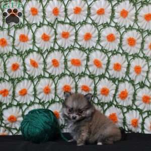 Kalani, Pomeranian Puppy